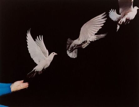 Harold Eugene Edgerton, ‘Pigeon in Flight’, 1965