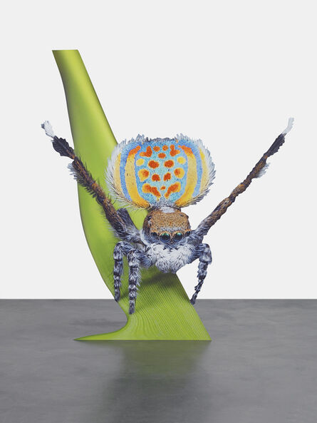 Katja Novitskova, ‘Approximation (peacock spider)’, 2015