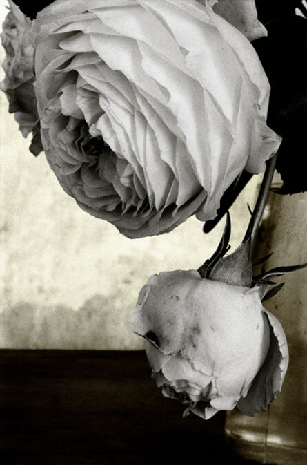 Vera Mercer, ‘White Rose’, 1998