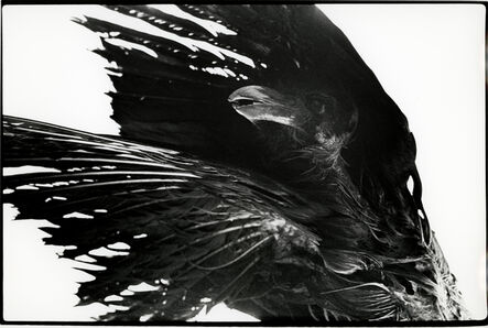 Masahisa Fukase, ‘Untitled, Ravens’