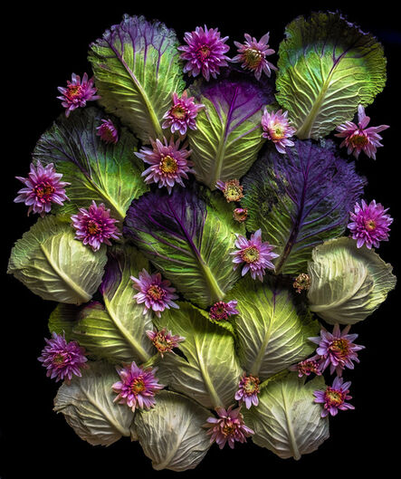 Sarah Phillips, ‘Purple Savoy Cabbage Leaves’, 2019
