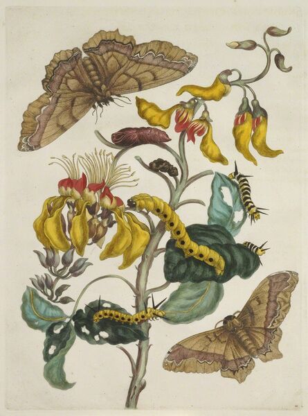 Maria Sibylla Merian, ‘Plate 11 from Dissertation in Insect Generations and Metamorphosis in Surinam’, 1719