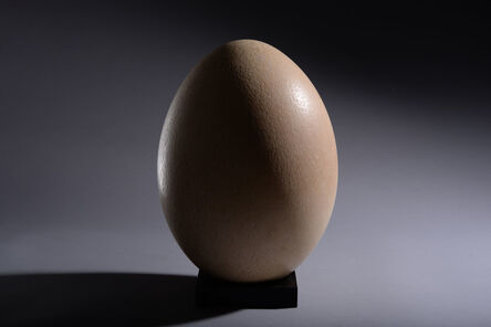 Anonymous, ‘The unhatched egg of an Elephant Bird’