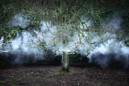 Ellie Davies, ‘Between the Trees 11’, 2014
