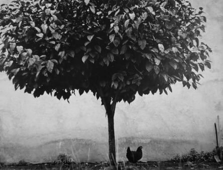 Edouard Boubat, ‘L'arbre et la Poule, Pau, France’, 1950