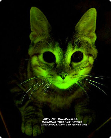 Lynn Hershman Leeson, ‘Glowing  Cat from The  Infinity Engine (detail)’, 2013-2015