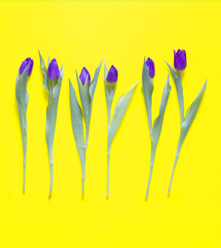 Peter Stridsberg, ‘Tulipa gesneriana, flavus’, 2021