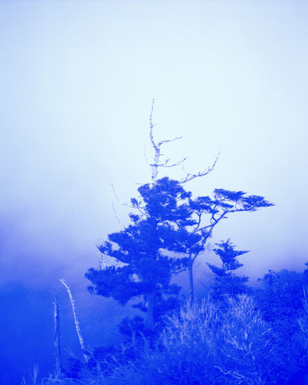Alexander Mourant, ‘Blue Tree’, 2017