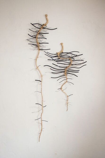 Dalya Luttwak, ‘Lettuce Roots at Three Weeks Old’, 2015