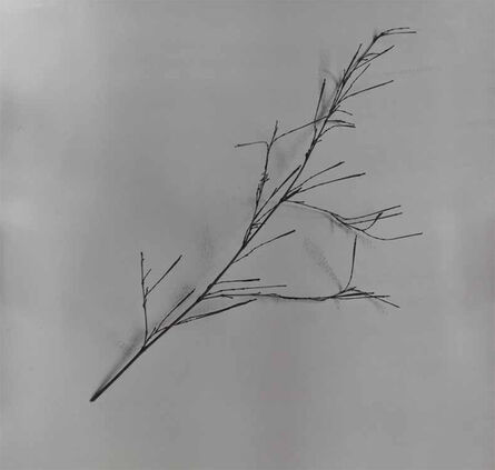 Chu Chu  儲楚, ‘Whispers of Trees-Bamboo’, 2011-2017