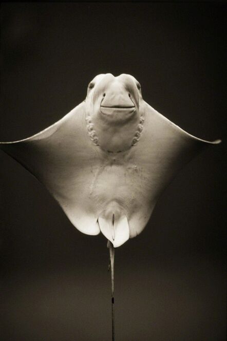 Henry Horenstein, ‘Cownose Ray (Rhinoptera bonasus)’, ca. 1995-2001