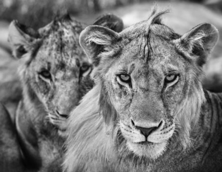 David Yarrow, ‘The Boys Are Back In Town’, 2019