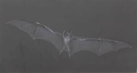 Miguel Branco, ‘Untitled (Bat)’, 2016