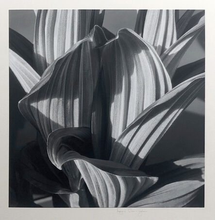 Imogen Cunningham, ‘Glacial Lily (False Hellebore)’, 1926