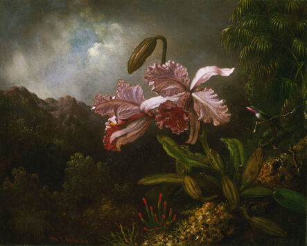Martin Johnson Heade, ‘Orchids in a Jungle’, 1871-1874