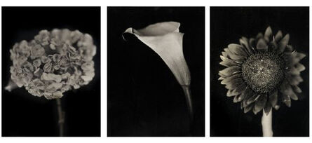 Chuck Close, ‘"Flower" portfolio, Hydrangea, Calla Lily, Sunflower’, 2007