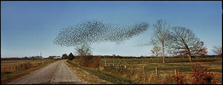 Jerry Siegel, ‘Birds, Perry County, AL’, 2002