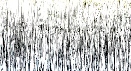 Bill Jackson, ‘Twombly in the Reeds’, 2014