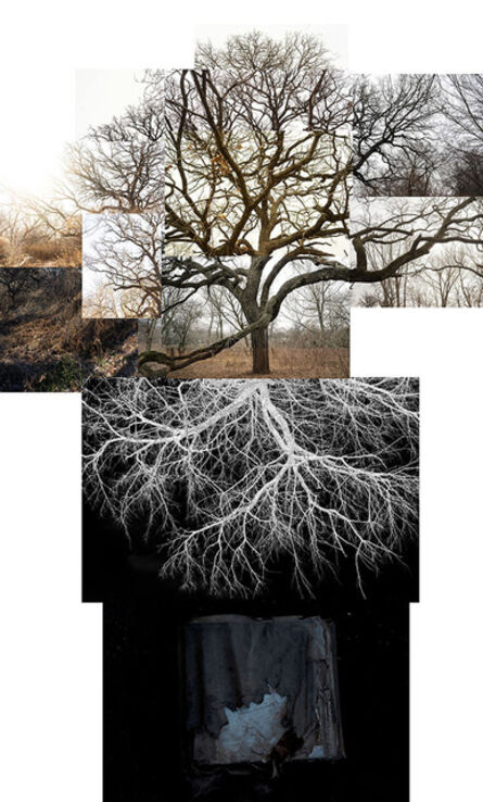 Terry Evans, ‘Bur Oak with Roots’, 2020