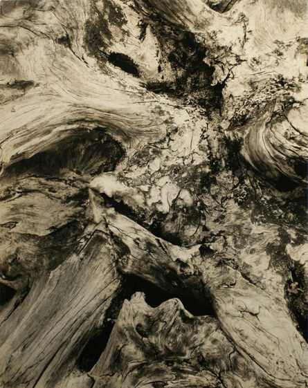 Paul Strand, ‘Driftwood’, 1926