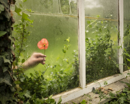 Cig Harvey, ‘The Poppy and the Greenhouse’, 2020