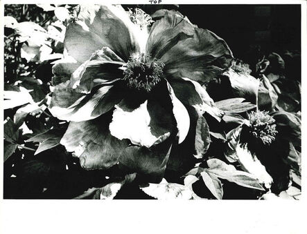 Daido Moriyama, ‘Light and Shadow 1: (Flower)’, 1981