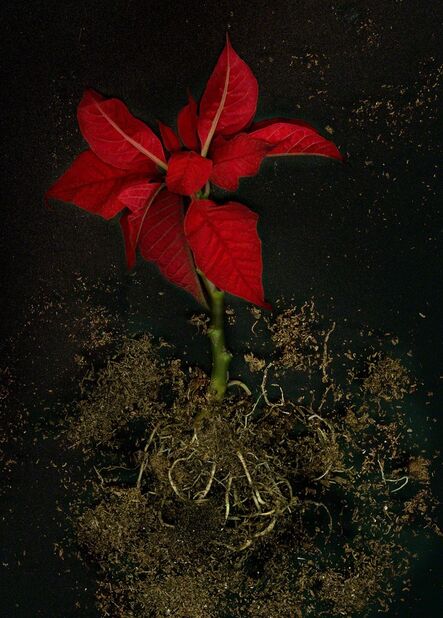 Nadege Meriau, ‘Euphorbia Pulcherrima’, 2016
