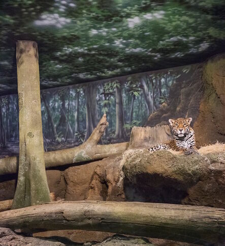 Eric Pillot, ‘Jaguar and Forest’, 2015