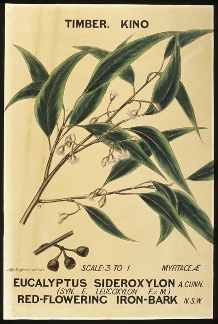 Agard Hagman, ‘Botanical illustration, ' Eucalyptus sideroxylon (Red-flowering Iron Bark)',  by Agard Hagman’, 1888