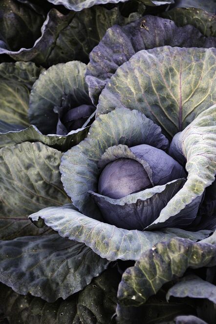 Paul Cary Goldberg, ‘Cabbage #3 . from the series 'The Farm Project'’, 2011