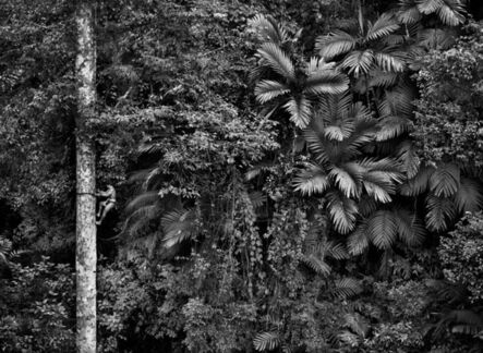 Sebastião Salgado, ‘Mentawai climbing a gigantic tree to collect durian fruit. Siberut Island. West Sumatra. Indonesia.’, 2008