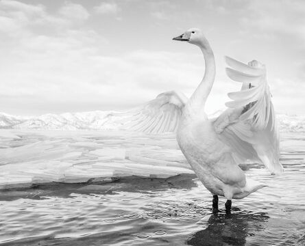 David Yarrow, ‘Swan Lake’, ca. 2017