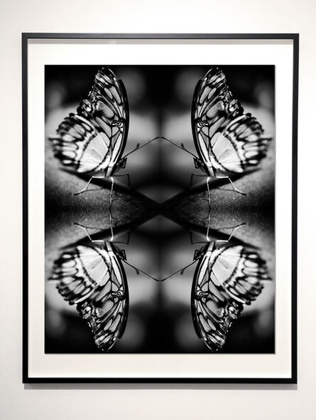 Indira Cesarine, ‘Papiliones No 1 ’, 2015