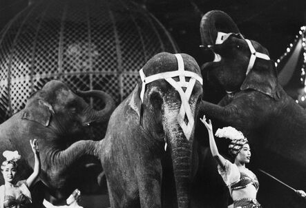Akira Tanno, ‘Elephants from the series Circus’, 1956, 1957, vintage print