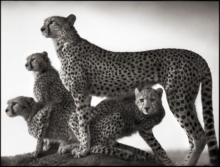 Nick Brandt, ‘Cheetah & Cubs, Maasai Mara 2003’
