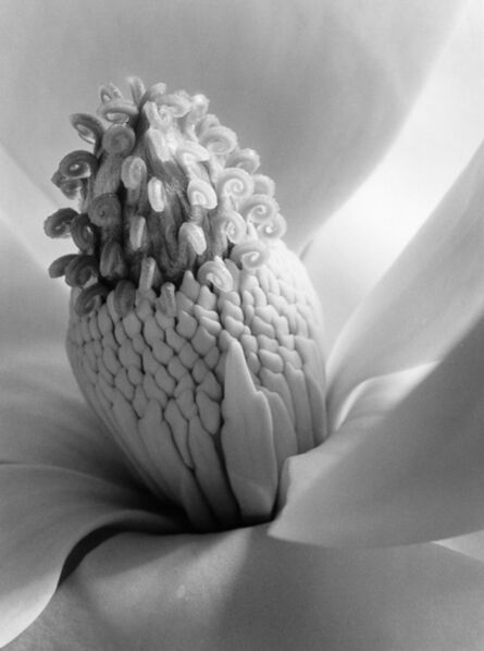 Imogen Cunningham, ‘Magnolia Blossom, 1925 (Tower of Jewels)’, 1987