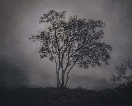 Kate Breakey, ‘Tree in the Mist, Mt. Etna, Sicily, Italy’