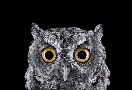 Brad Wilson, ‘Western Screech Owl #1, Espanola, NM’, 2011