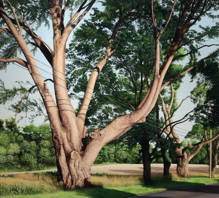 Anita Mazzucca, ‘Trimmed Trees’, 2009