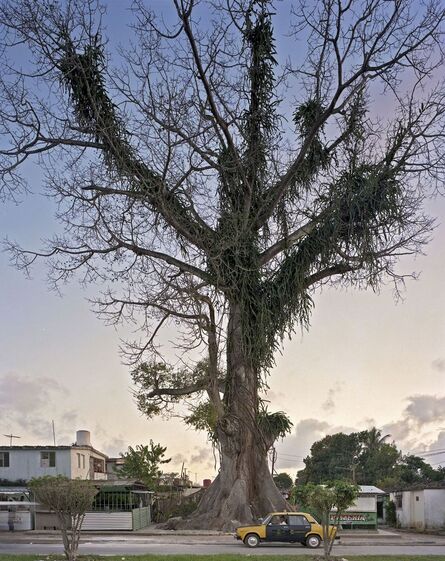 Andrew Moore, ‘National Tree’