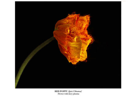Vincent Fournier, ‘Red Poppy [Ignis Ubinanae]’, 2015