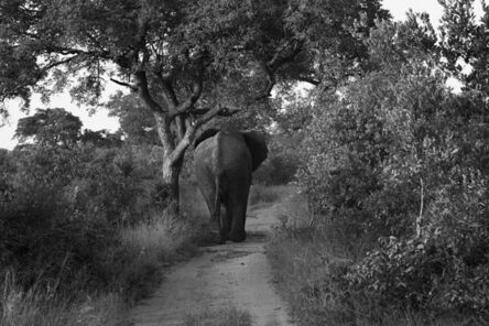 Araquém Alcântara, ‘Elephant, Zimbabwe, Africa’, 2000