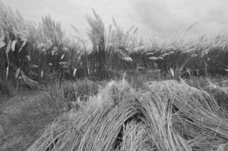 Mohan Lal Majumder, ‘Kans Grass Shantiniketan, Black and White Photography, Indian Artist" In Stock"’, 2010