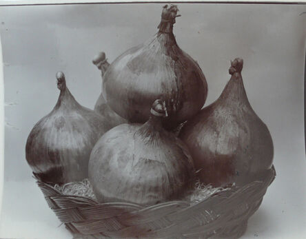 Charles Jones (1866-1959), ‘Onion, c.1900’, c.1900