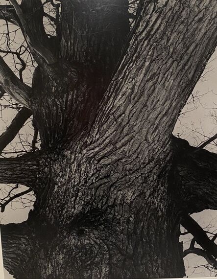Edward Steichen, ‘Venerable Tree ’, 1932