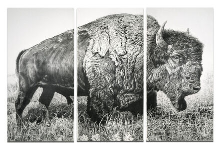 Rick Shaefer, ‘American Bison’, 2013
