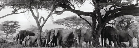 Peter Beard, ‘Gardeners of Eden (Elephants and Baboons under Kilimanjaro)’, 1984-printed 2014