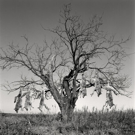 Laura Wilson, ‘Mesquite Tree with Coyotes, Lambshead Ranch, Albany, Texas, January 9, 1998 ’