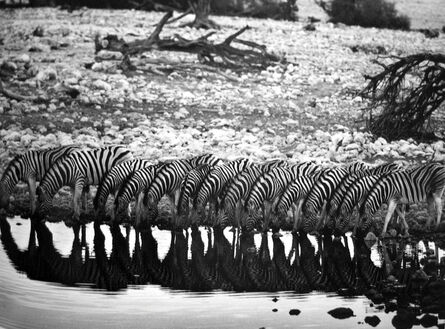 Sebastião Salgado, ‘Mountain Zebra [they are confined to hilly country]’, 2005