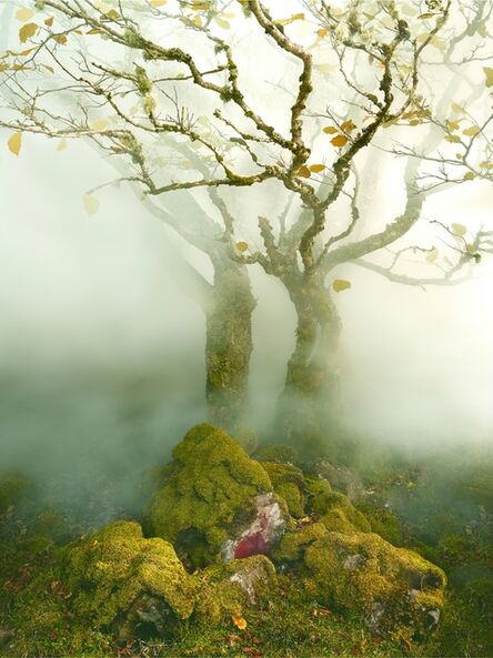 Albert Watson, ‘Tree, Fairy Glen, Isle of Skye, Scotland’, 2013